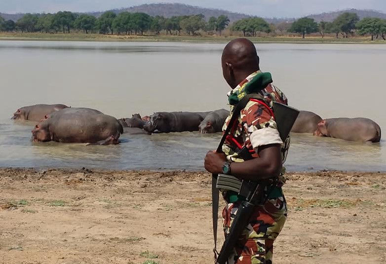 ranger with hippos